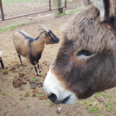 Les animaux du camping