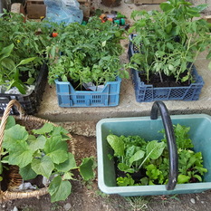 Préparation à la plantation du jardin