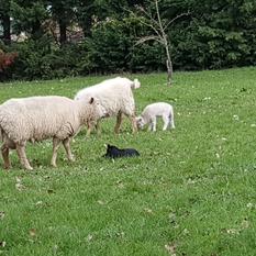 Camping à la Ferme à Vaïssac