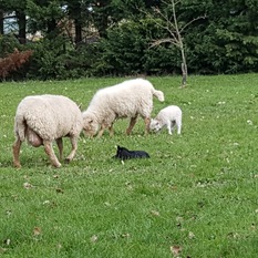 Camping à la Ferme à Vaïssac