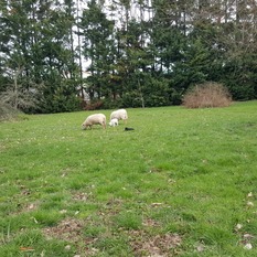 Camping à la Ferme à Vaïssac