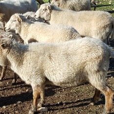 Camping à la Ferme à Vaïssac