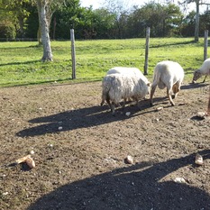 Camping à la Ferme à Vaïssac