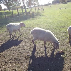 Camping à la Ferme à Vaïssac