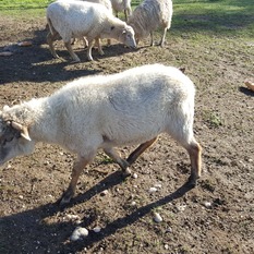 Camping à la Ferme à Vaïssac