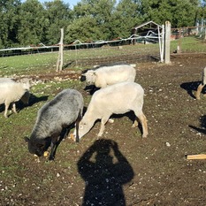 Camping à la Ferme à Vaïssac