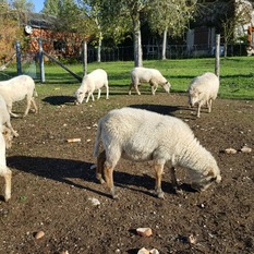 Camping à la Ferme à Vaïssac