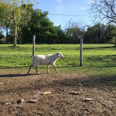 Camping à la Ferme à Vaïssac