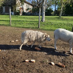 Camping à la Ferme à Vaïssac