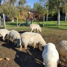 Camping à la Ferme à Vaïssac