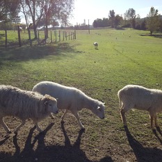 Camping à la Ferme à Vaïssac