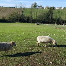 Camping à la Ferme à Vaïssac