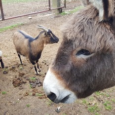 Camping à la Ferme à Vaïssac