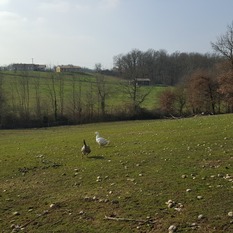 Camping à la Ferme à Vaïssac