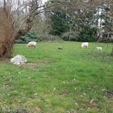 Camping à la Ferme à Vaïssac