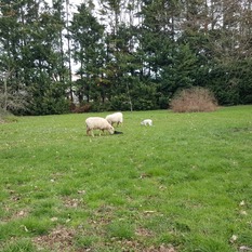 Camping à la Ferme à Vaïssac