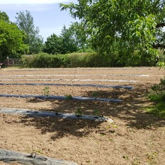 Camping à la Ferme à Vaïssac