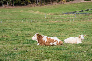 camping à la ferme