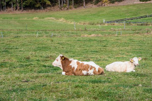 camping à la ferme